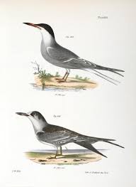 Attēlu rezultāti vaicājumam “Sterna hirundo adult”