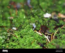 Attēlu rezultāti vaicājumam “Ramariopsis pulchella”