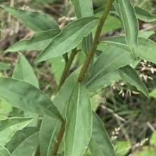 Attēlu rezultāti vaicājumam “Solidago virgaurea leaf”