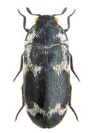 Attēlu rezultāti vaicājumam “Megatoma undata”