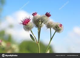 Attēlu rezultāti vaicājumam “Arctium tomentosum flower”
