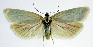 Attēlu rezultāti vaicājumam “Eana argentana”