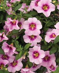 Attēlu rezultāti vaicājumam “Diachea muscorum young”