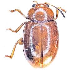 Attēlu rezultāti vaicājumam “Alticinae”