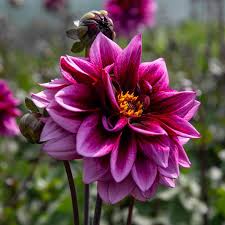 Image result for Dahlia Darkarin`