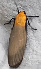 Attēlu rezultāti vaicājumam “Lithosia quadra male”