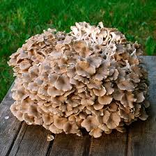 Attēlu rezultāti vaicājumam “Polyporus tubaeformis”