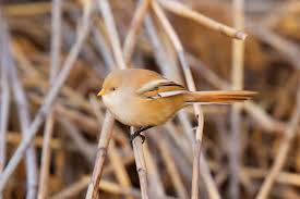 Attēlu rezultāti vaicājumam “Panurus biarmicus”
