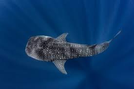 Image result for Rhincodon typus
