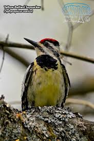 Image result for Sphyrapicus varius