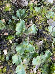 Attēlu rezultāti vaicājumam “Cephalozia bicuspidata sporophyte”