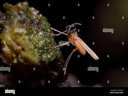 Attēlu rezultāti vaicājumam “Cecidomyiidae”