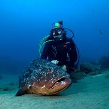 Image result for Canary Divers