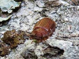 Attēlu rezultāti vaicājumam “Griselda ustomaculana”