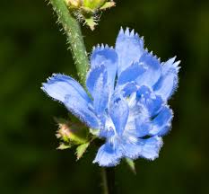 Image result for Cichorium intybus