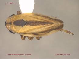 Attēlu rezultāti vaicājumam “Philaenus spumarius”