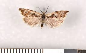 Attēlu rezultāti vaicājumam “Ancylis myrtillana”