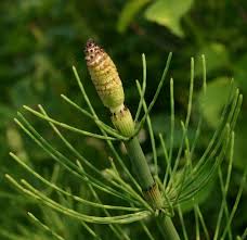 Attēlu rezultāti vaicājumam “Equisetum fluviatile”