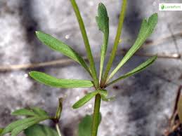 Attēlu rezultāti vaicājumam “Ranunculus auricomus leaf”
