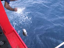 Image result for Mycteroperca microlepis