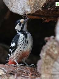 Attēlu rezultāti vaicājumam “Dendrocopos leucotos male”