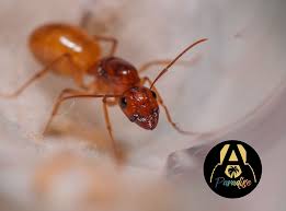 Image result for ytong ants