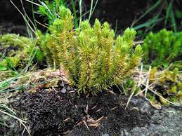 Attēlu rezultāti vaicājumam “Huperzia selago”