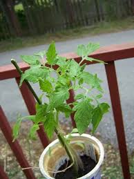 Afbeeldingsresultaat voor rose quartz tomato