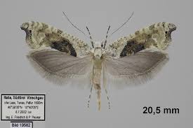 Attēlu rezultāti vaicājumam “Ypsolopha asperella”