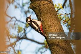 Attēlu rezultāti vaicājumam “Dendrocopos major female”