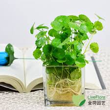 「香菇草」的圖片搜尋結果