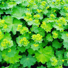 Image result for Alchemilla vulgaris
