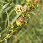 Attēlu rezultāti vaicājumam “Linaria vulgaris fruit”