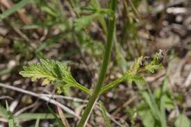 Image result for Verbena officinalis