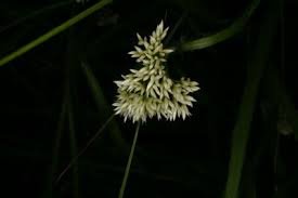 Attēlu rezultāti vaicājumam “Luzula luzuloides”