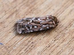 Attēlu rezultāti vaicājumam “Lycophotia porphyrea”