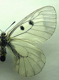 Attēlu rezultāti vaicājumam “Parnassius mnemosyne”