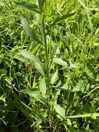 Attēlu rezultāti vaicājumam “Erigeron annuus”