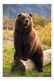 Image result for brown bear
