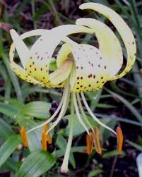 Attēlu rezultāti vaicājumam “Lilium lancifolium”