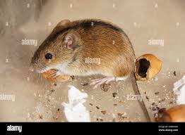 Attēlu rezultāti vaicājumam “Apodemus agrarius”