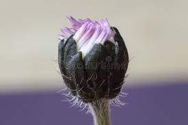 Attēlu rezultāti vaicājumam “Bellis perennis bud”