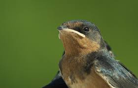 Attēlu rezultāti vaicājumam “Hirundo rustica juvenile”