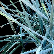 Attēlu rezultāti vaicājumam “Leymus arenarius”