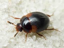 Attēlu rezultāti vaicājumam “Anisotoma humeralis”