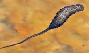 Attēlu rezultāti vaicājumam “Therevidae larva”