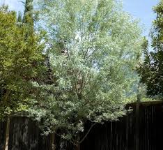 Attēlu rezultāti vaicājumam “Salix myrsinifolia”