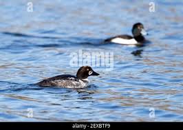 Attēlu rezultāti vaicājumam “Bucephala clangula male”