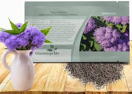 Image result for Ageratum mexicanum