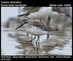 Attēlu rezultāti vaicājumam “Calidris falcinellus adult”